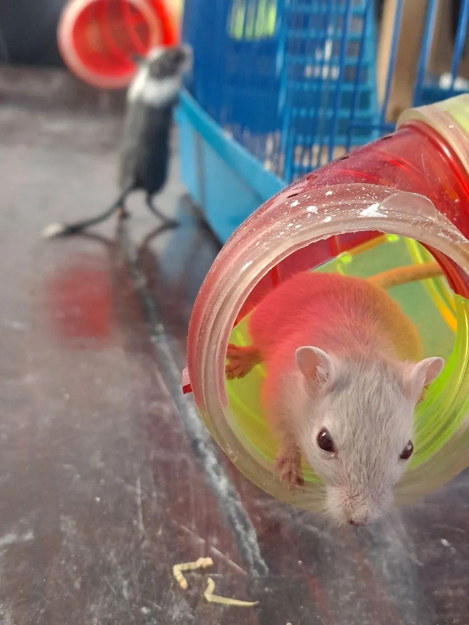 Esquilo da mongolia Gerbil Dove (legitimo) - Foto 5
