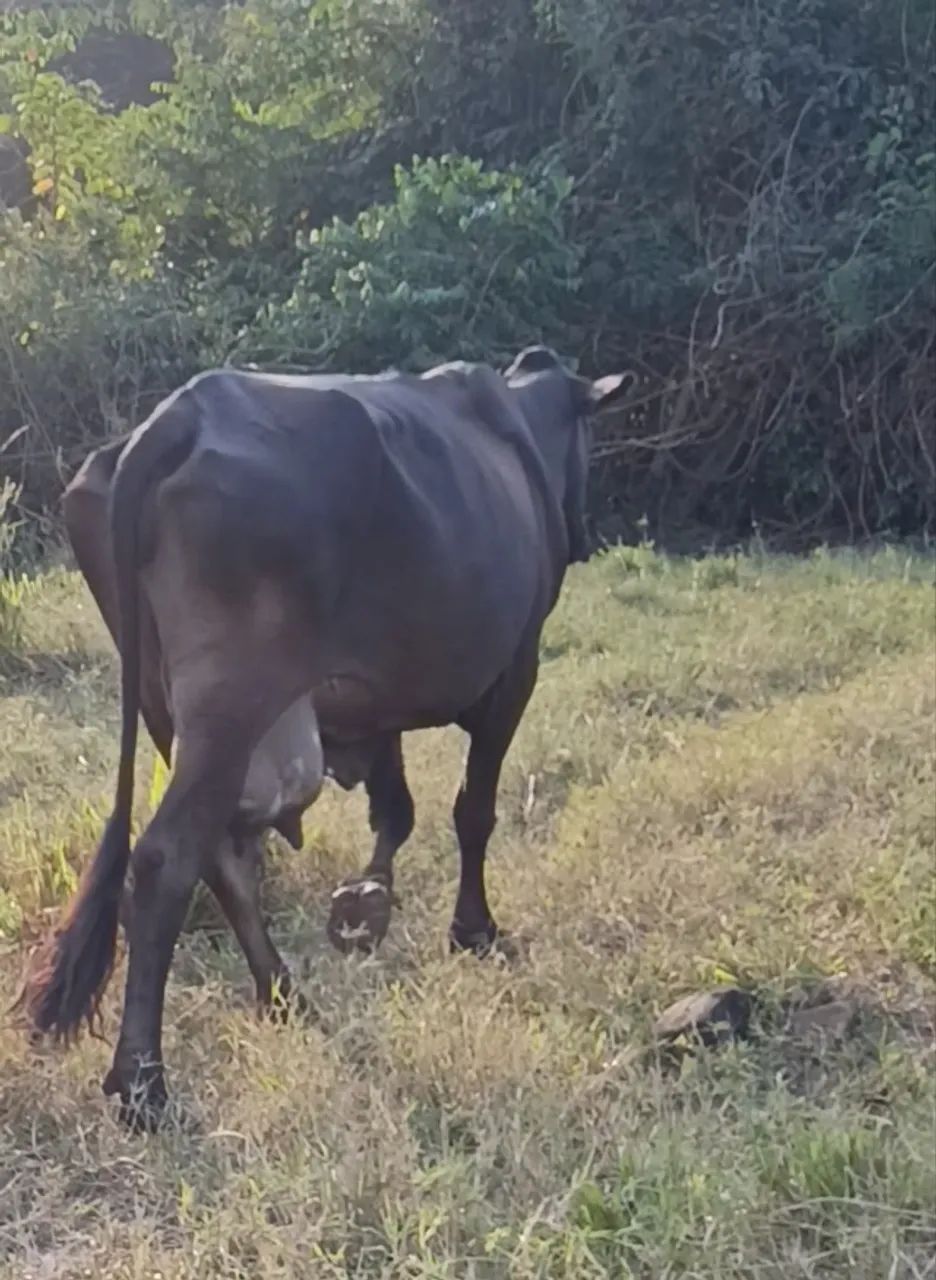 Vaca leiteira valor 5.500 cada  - Foto 2