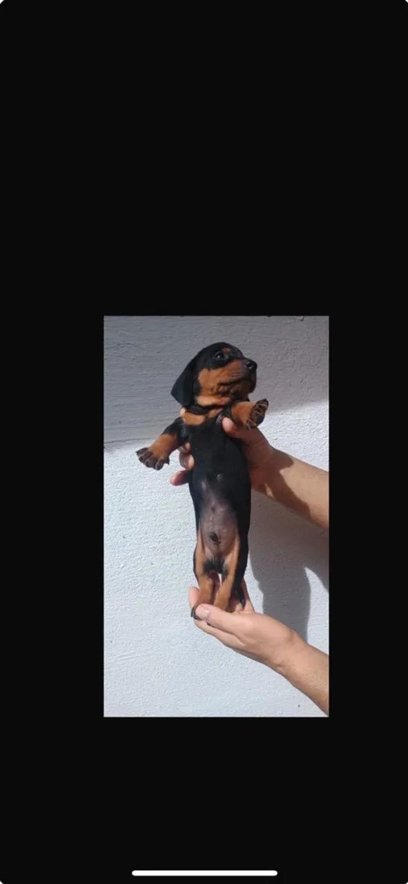 Dachshund 