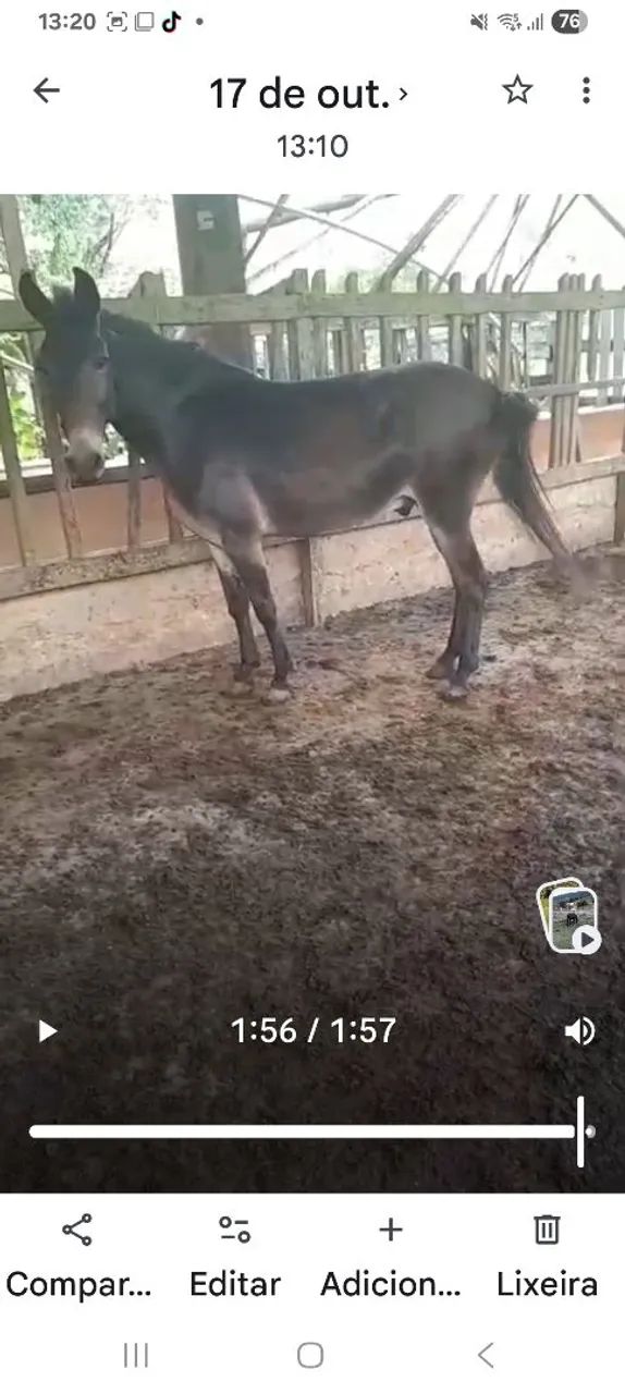 Burro de serviço  - Foto 3