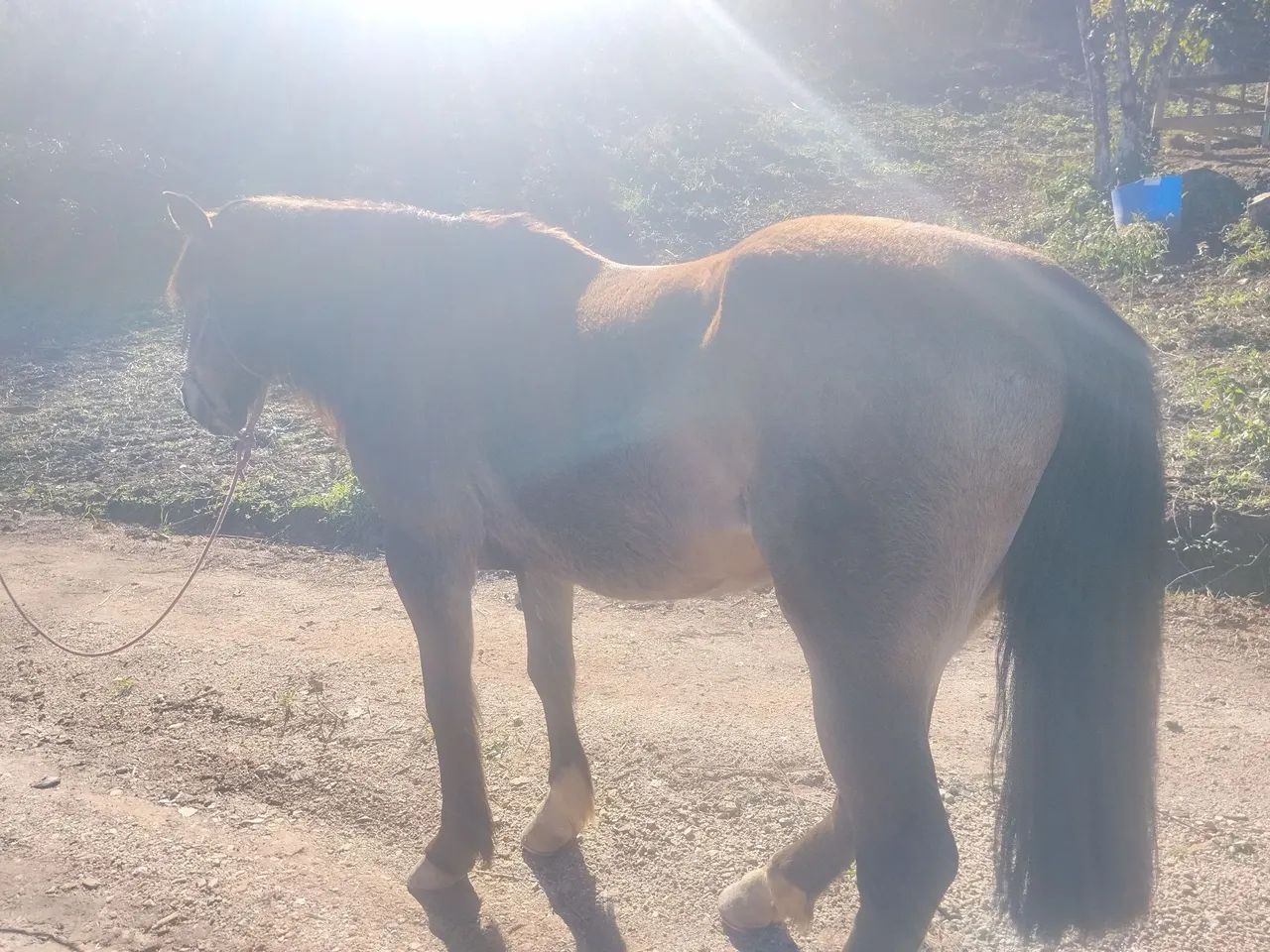 Cavalo crioulo  - Foto 4