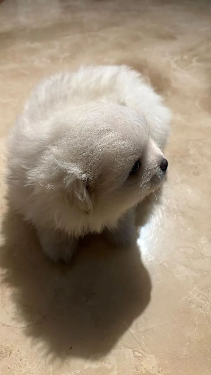 Cachorros spitz alemão pedigree - Foto 5