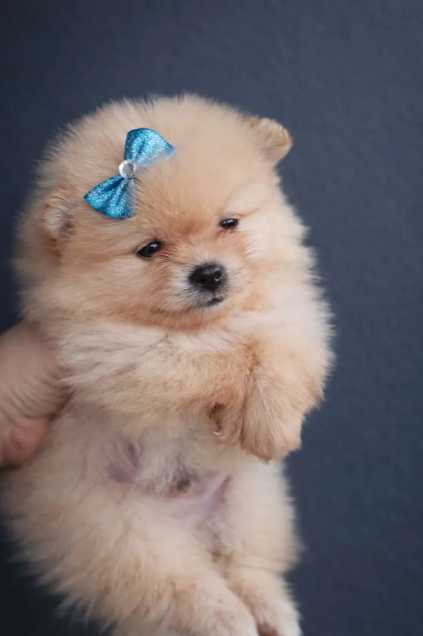 Lulu da Pomerânia anão  - Foto 2
