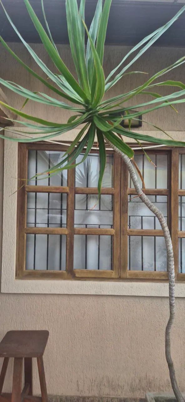 Vaso de concreto com dracena