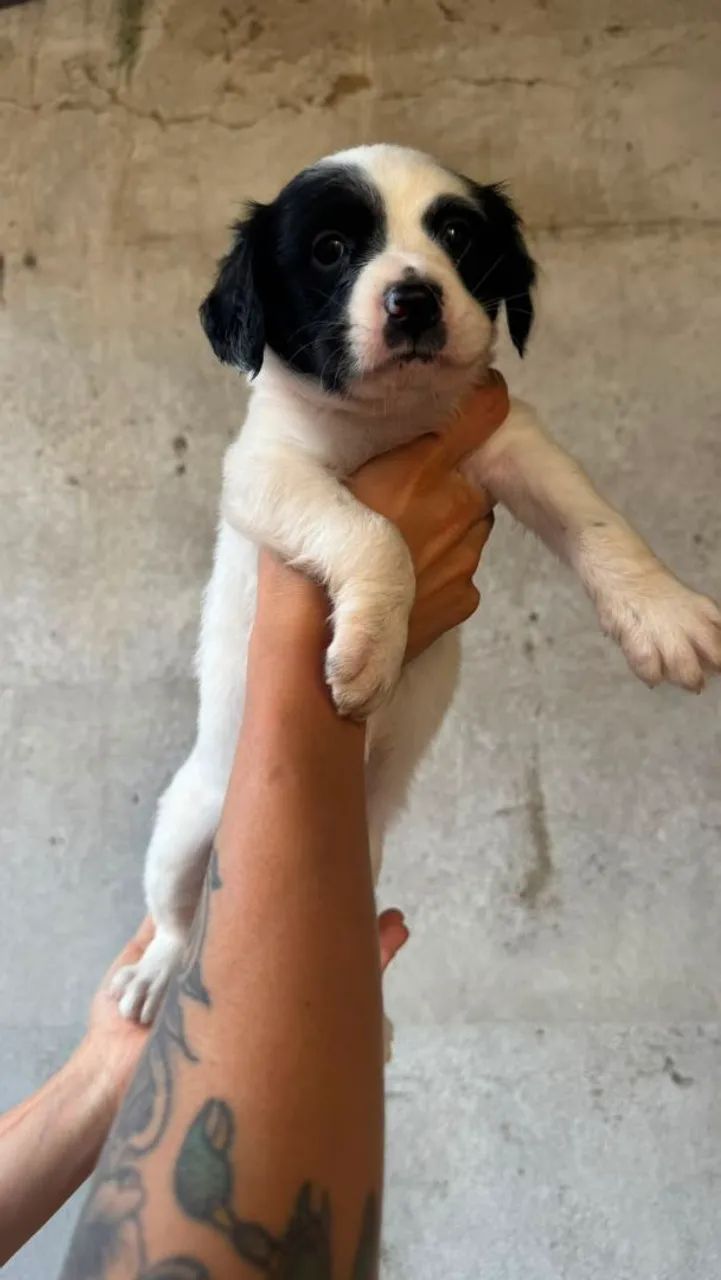 Cachorro  - Foto 4