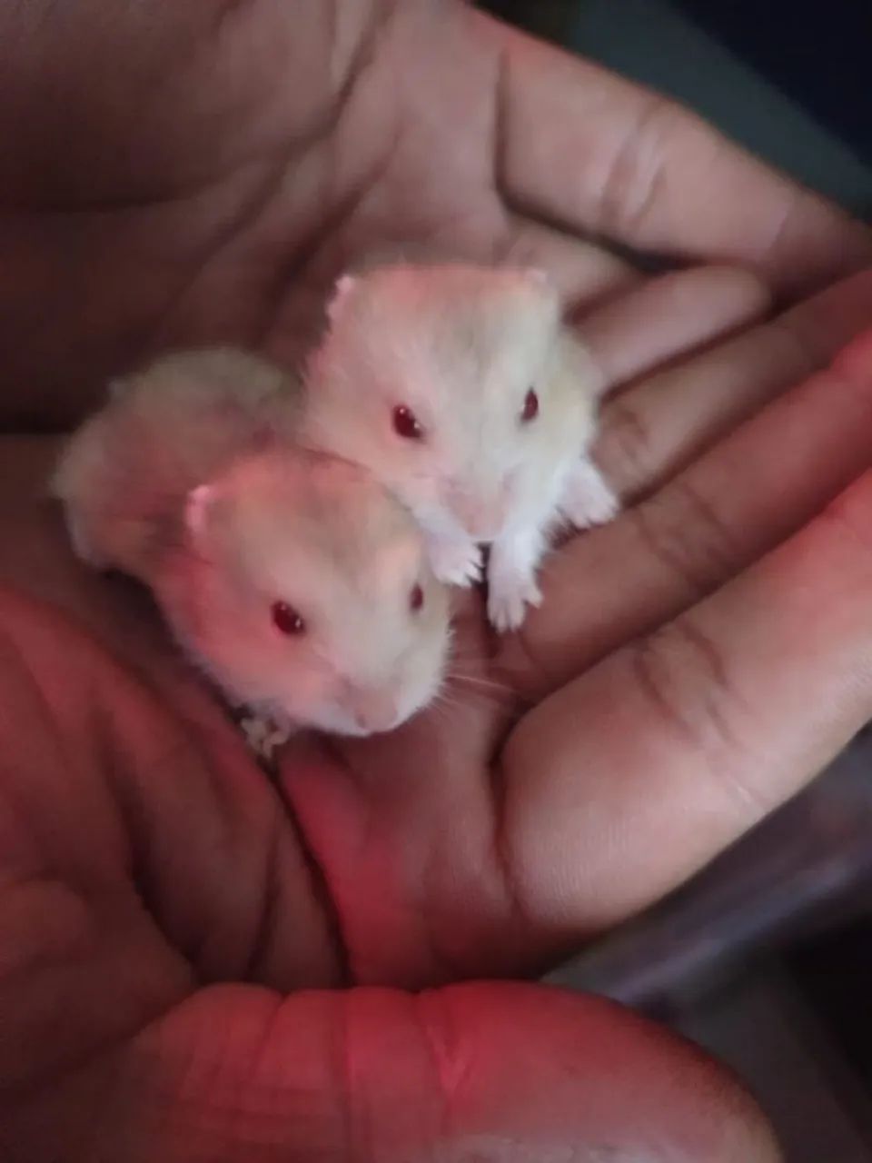 Dwarf Russian Hamster65171893398785120