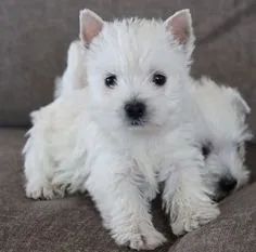 West Terrier Machos e Femeas 