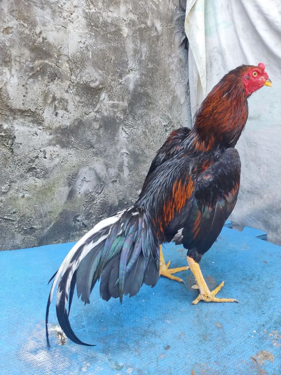 Frango - Foto 2