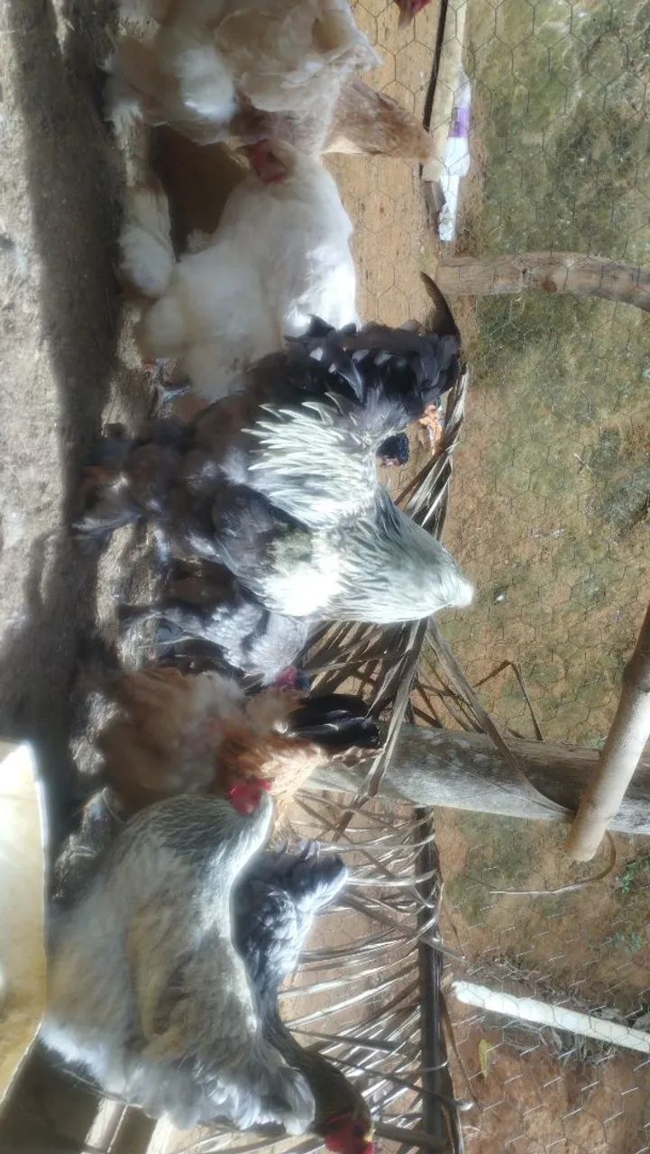 Galinha Brama - Foto 4