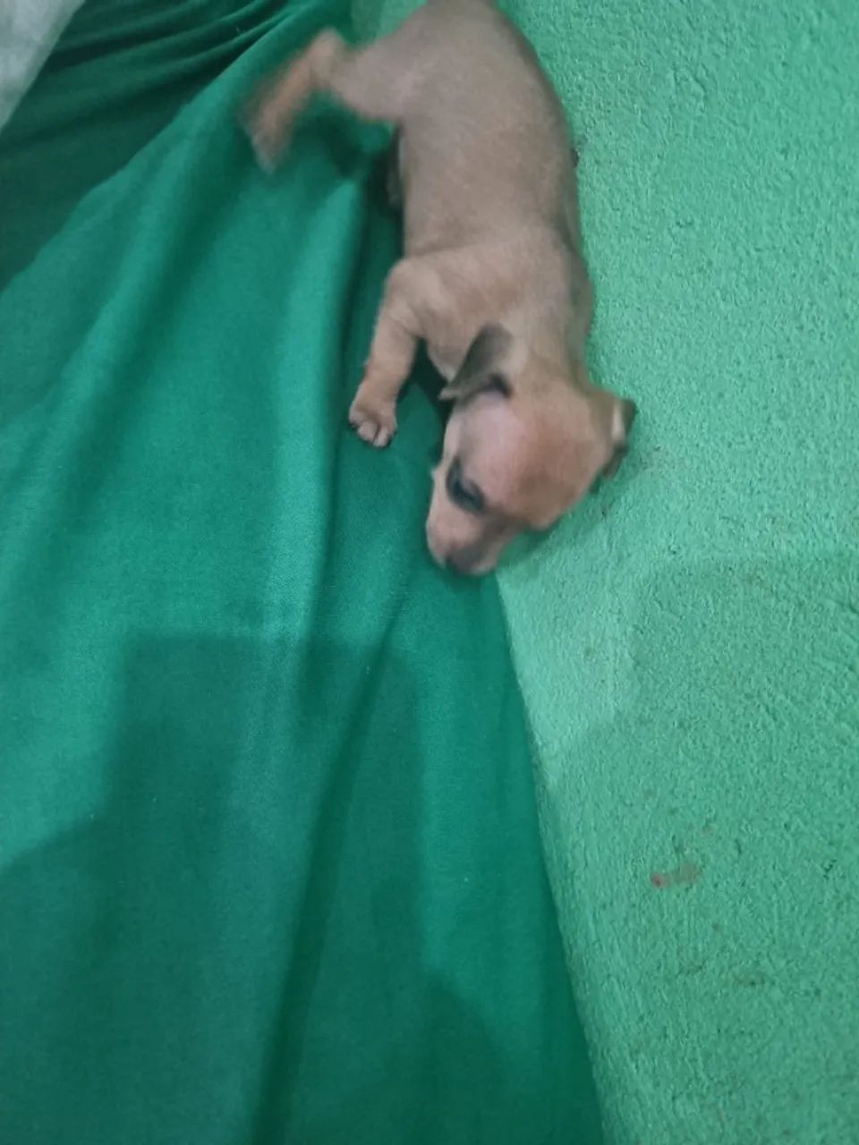 Pinche  - Foto 4