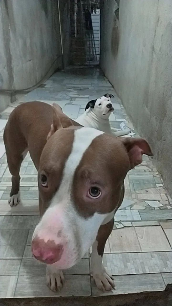 Filhote de Pitbull  - Foto 4