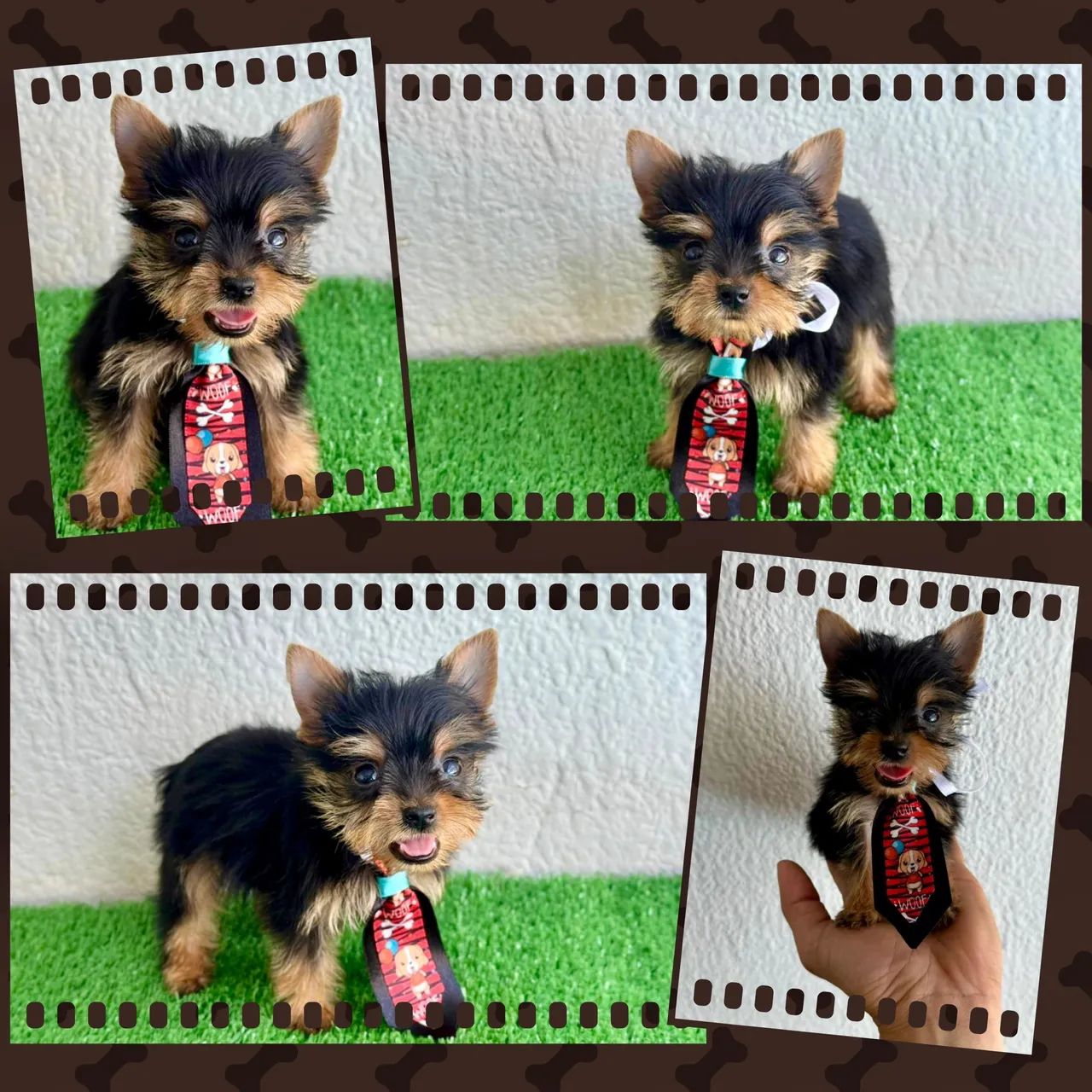 Yorkshire Feminha e machinho !!! - Foto 3