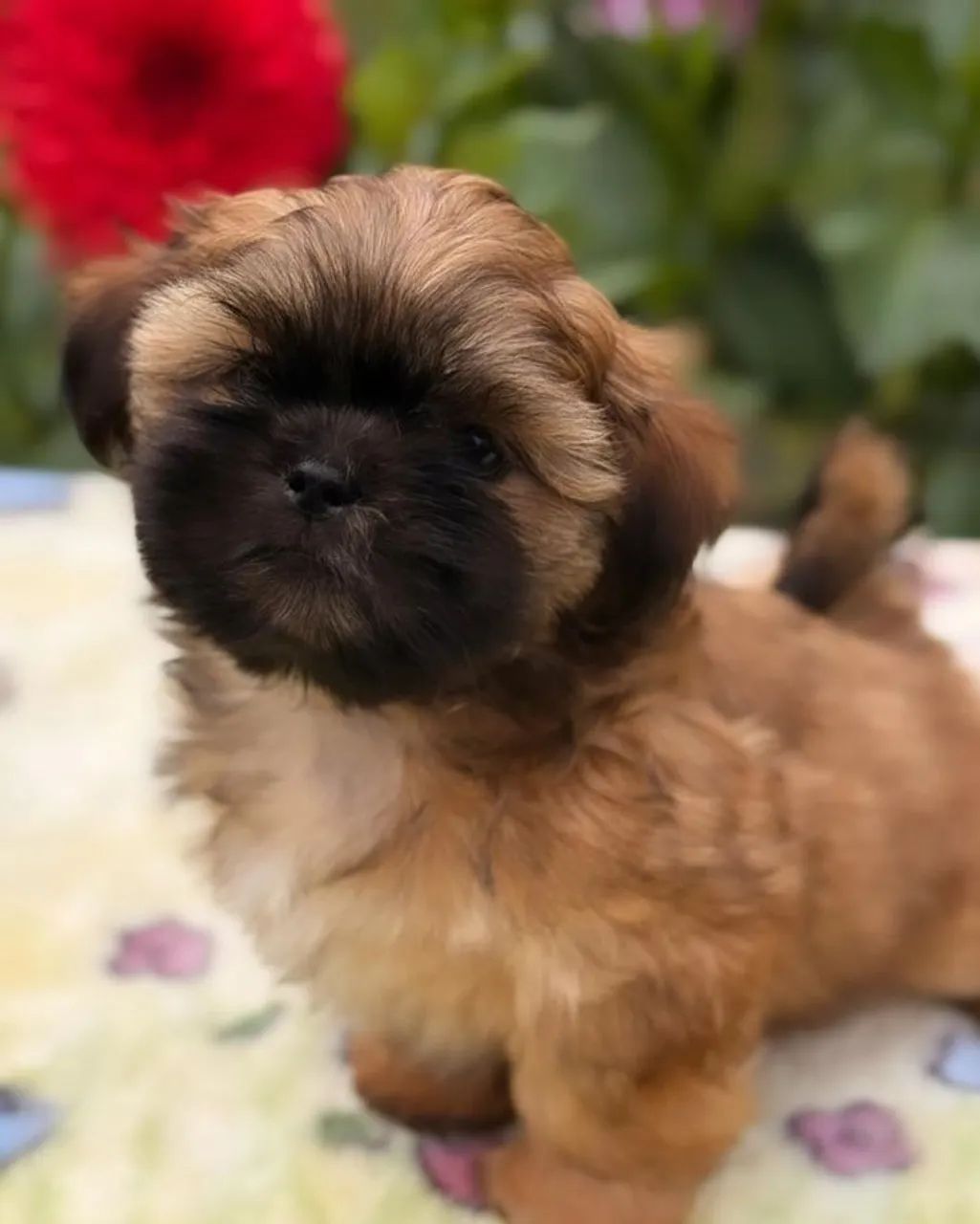 Shih Tzu pelo macio