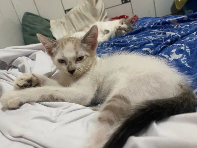Gato - Foto 3