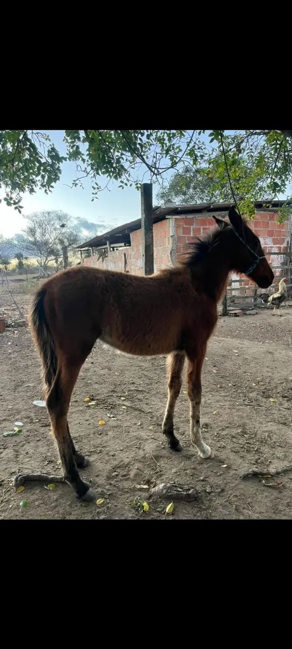 Potro  - Foto 2