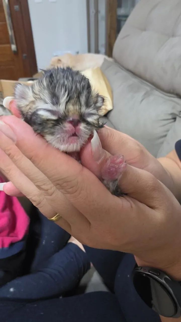 Gato persa - Foto 2