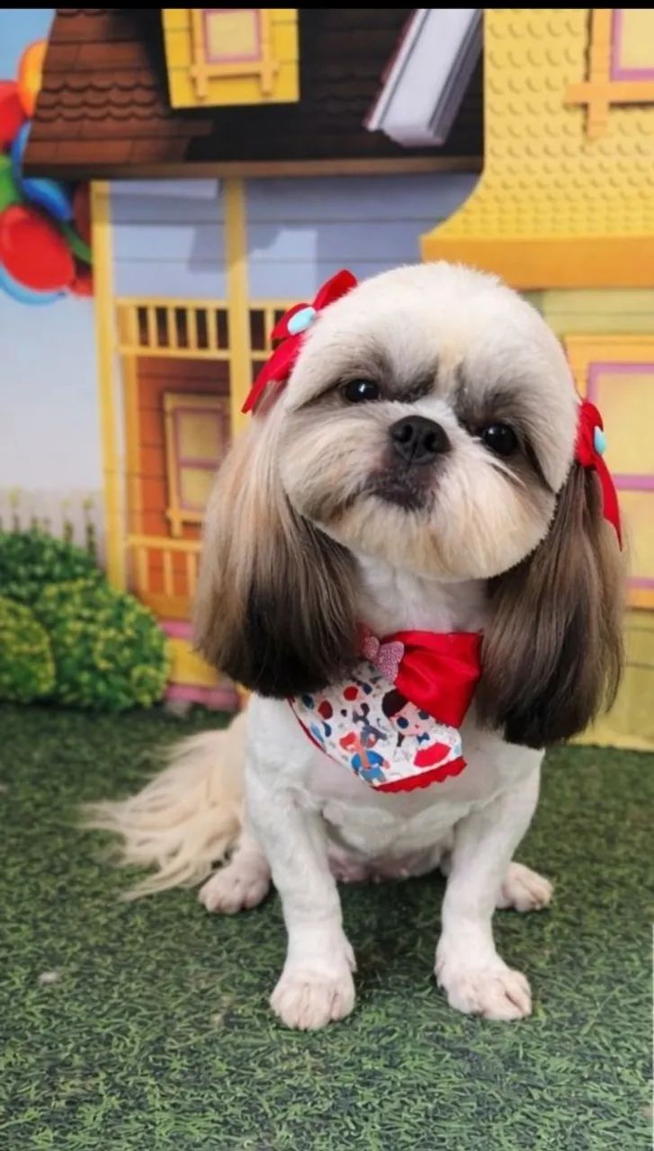 Shihtzu fêmea  - Foto 3