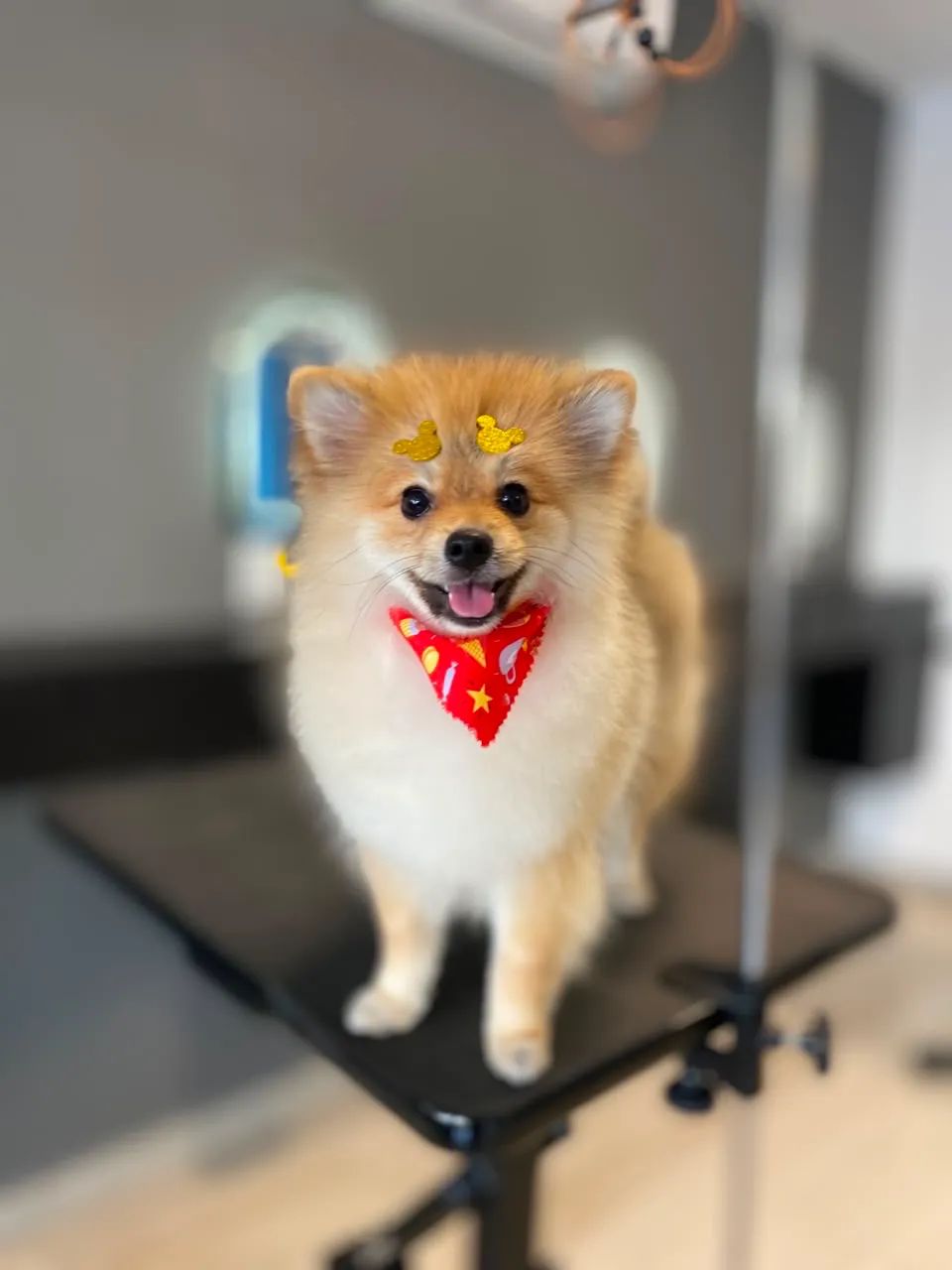 Spitz Alemão macho 