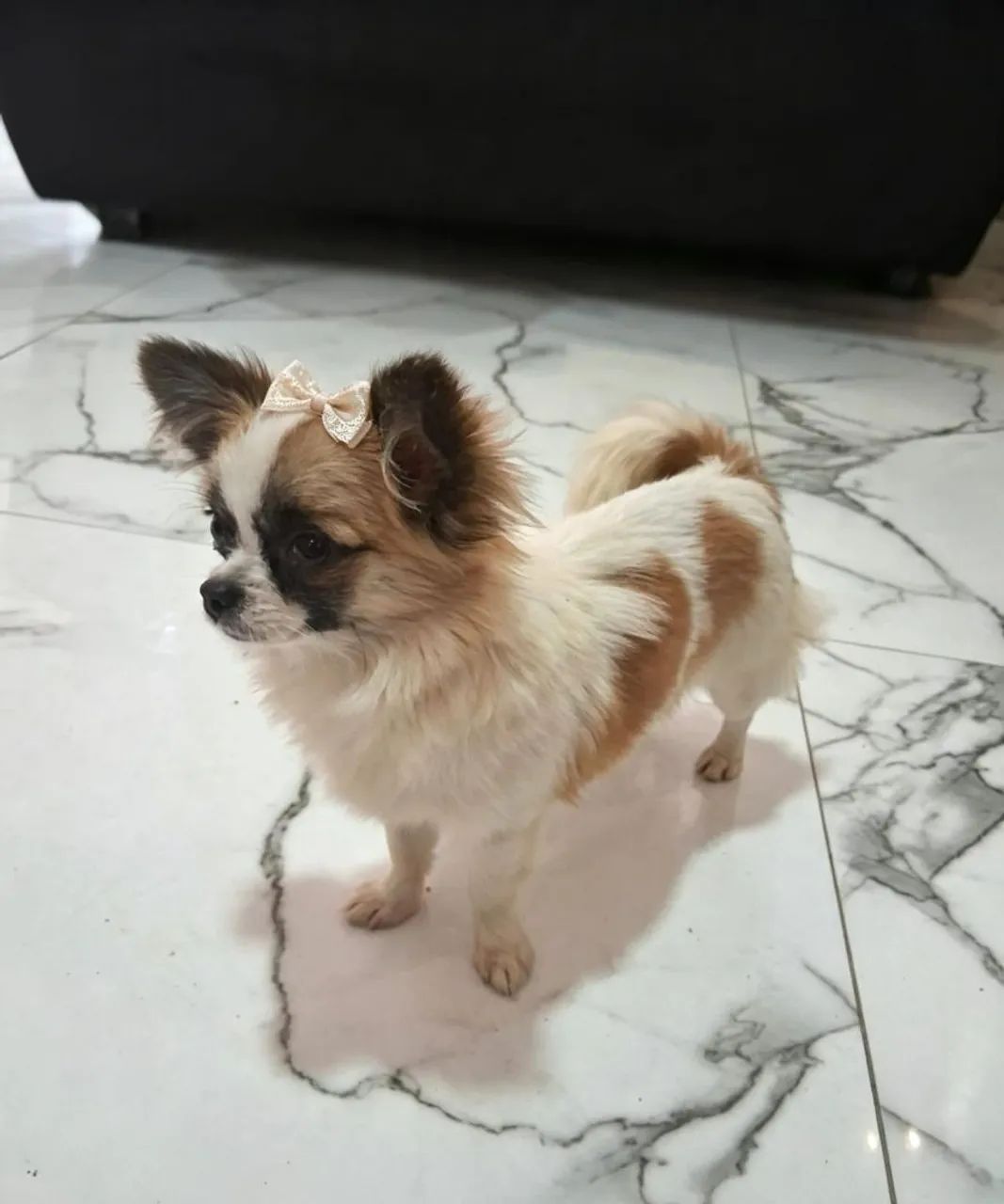 Cachorro - Foto 4