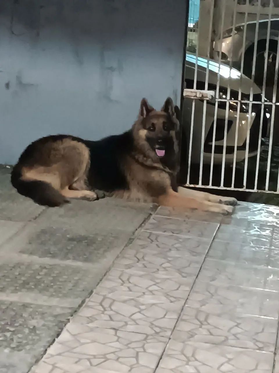 Cachorro Pastor - Foto 4