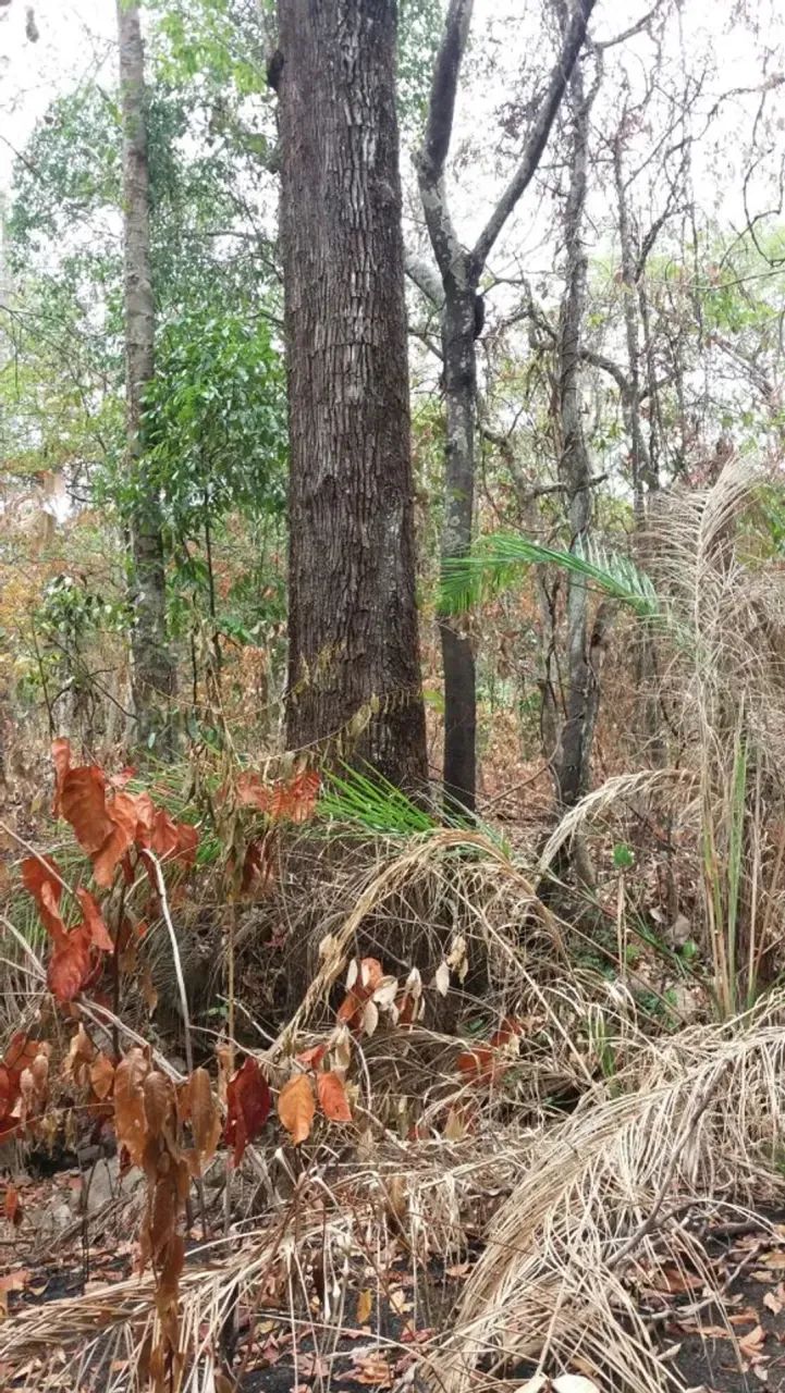 Fazendo para venda de 1039 hectares em Alvorada - TO - Foto 4
