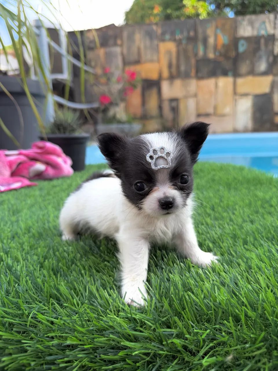 Chihuahua Bebezinho 