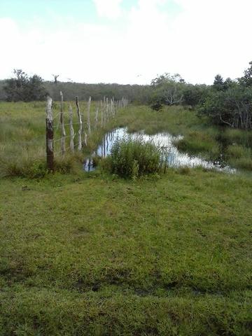 Jenipapo 840.000m2 pasto e floresta nativa - Foto 12