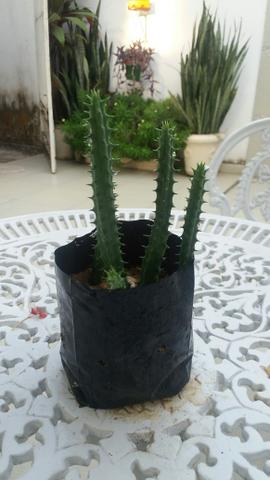 Vendo Mudas - Foto 5