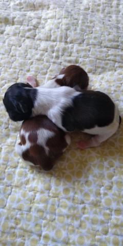Filhotes de Shih tzu - Foto 5