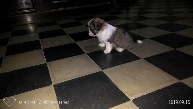 Filhotes de Lhasa Apso - Foto 2