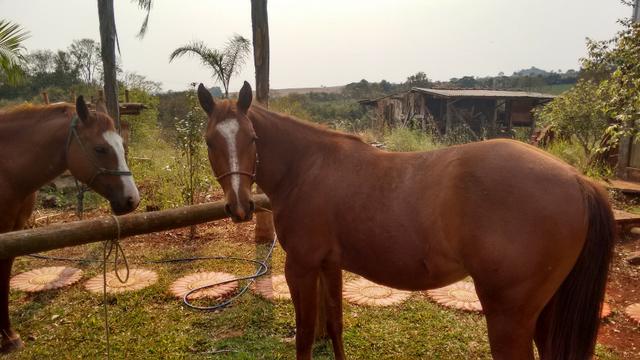 Vendo potranca
