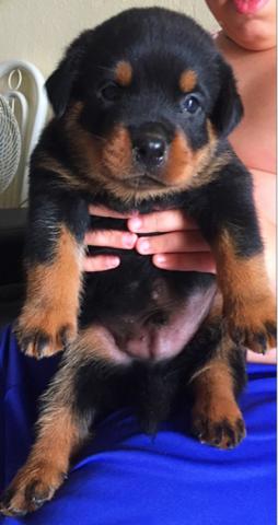 Filhote rottweiler macho - Foto 2