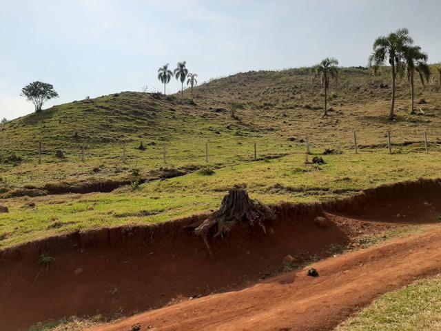 Chácara de 23.5 Alqueires com 22.5 alqueires de pasto - Faxinal do Céu. Pinhão- PR - Foto 15