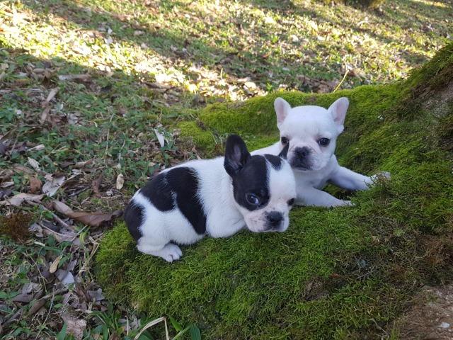 Lindos Filhotes de Bulldog