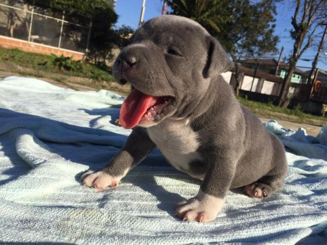 Filhotes de American Bully - Foto 6