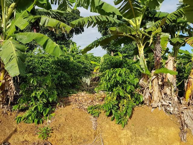 Sítio em Colatina na ES 248 na beira do Rio Doce - Foto 12