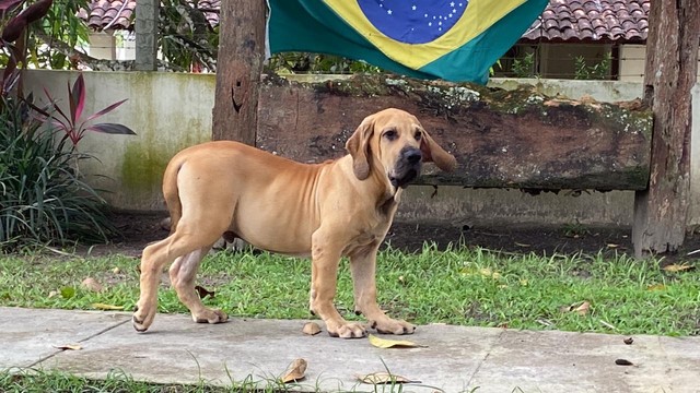 fila brasileiro olx