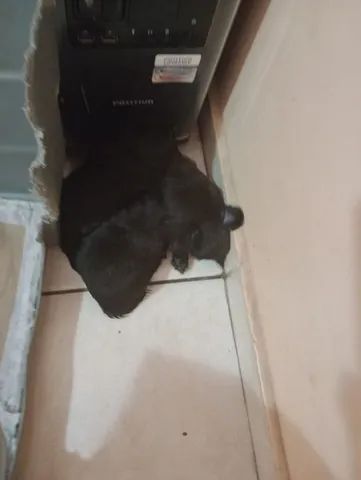  Filhotes de Lhasa Apso - Foto 5