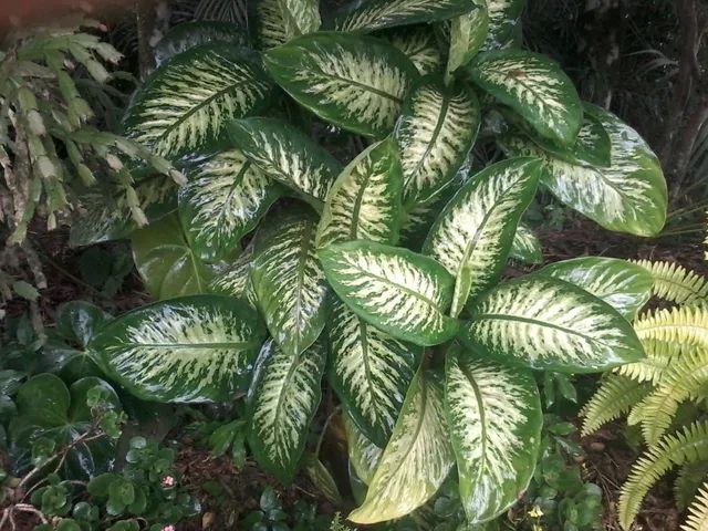 Vendo mudas de frutrificas e outras. - Foto 4