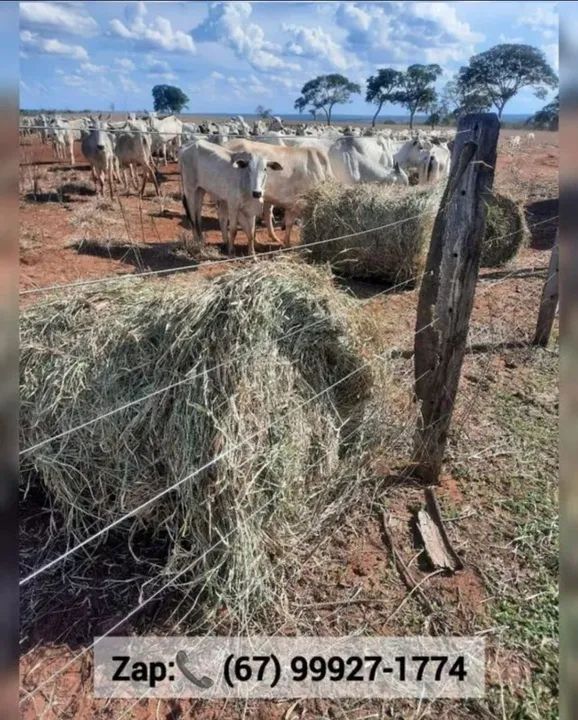Feno de alta qualidade para animais - Foto 3