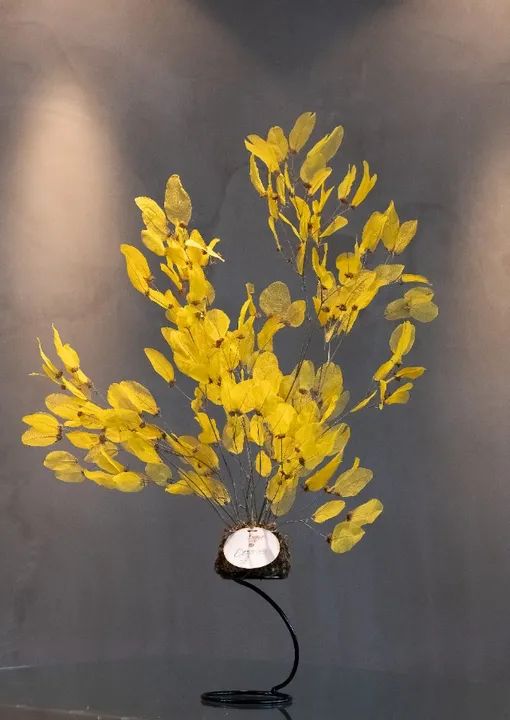 Kokedama Desidratada Brilho Imperial