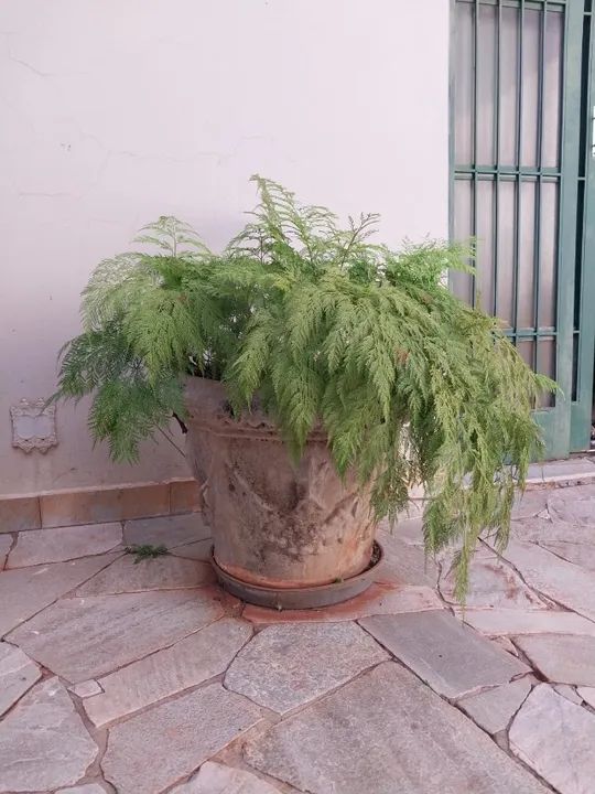 Par de vasos com belas rendas portuguesas (Davallia fejeensis) - Foto 2