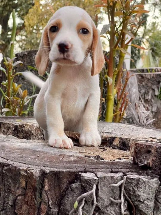 Dois filhotes Beagle bicolor  - Foto 4