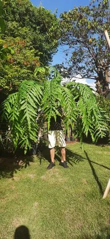 Samambaia Amazonas Gigante  - Foto 2