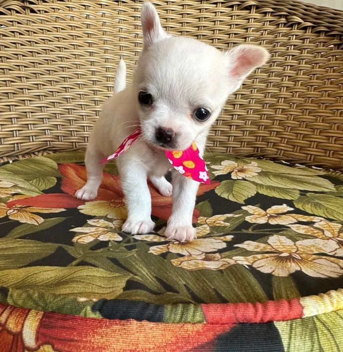 Chihuahua macho de Pêlo curto creme pronta entrega  - Foto 2