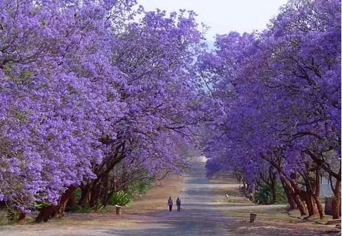  Jacarandá-mimoso ( Jacaranda mimosifolia) -vendo mudas - Foto 4