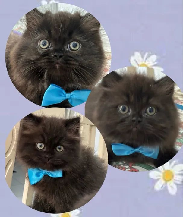 Filhotes de Gato Persa - Foto 2