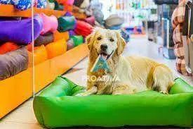 Pet Shop no Bairro Assunção em São Bernardo do Campo - Foto 3