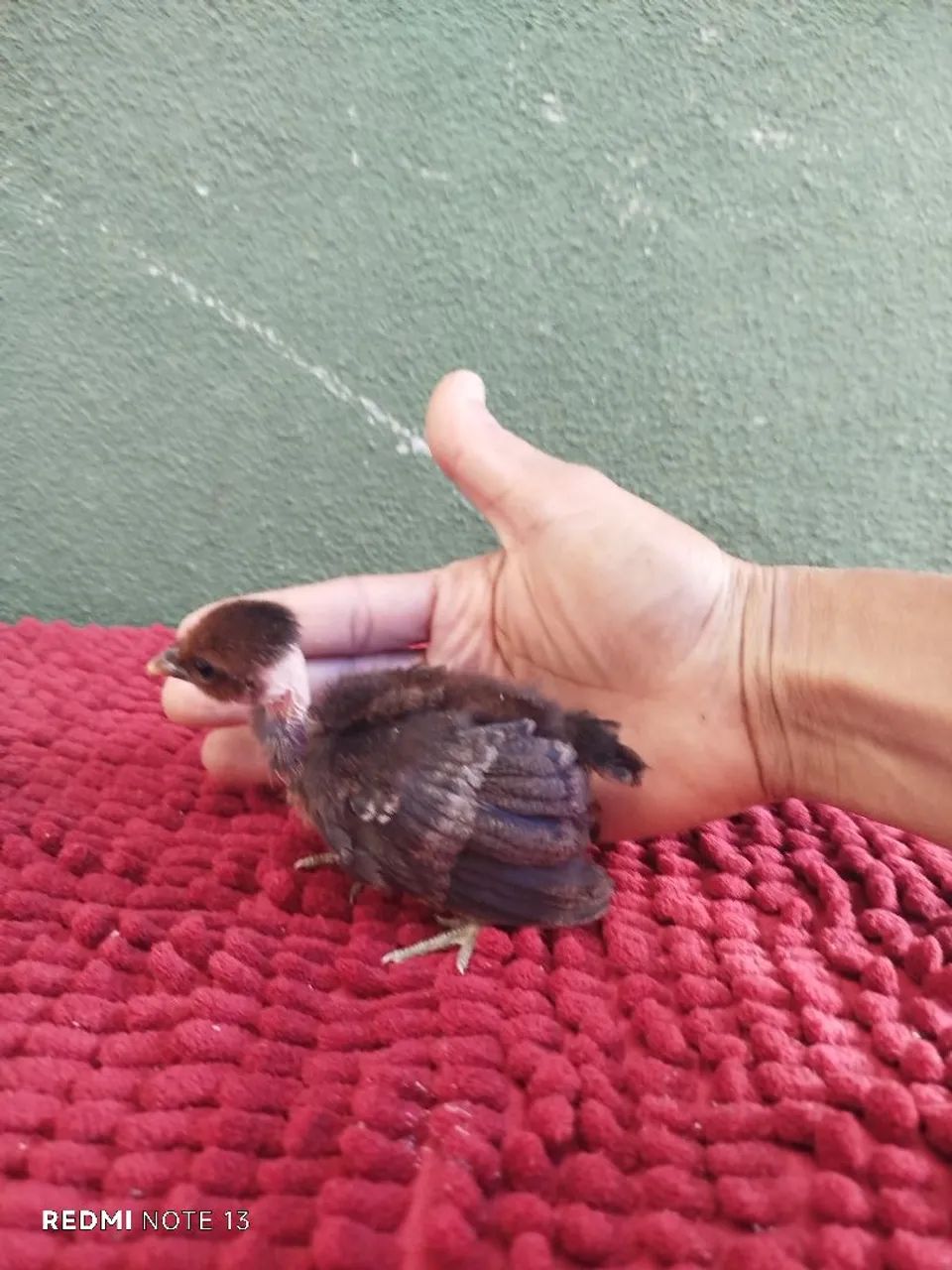 Pintinho de mini garnisé modelado  - Foto 2