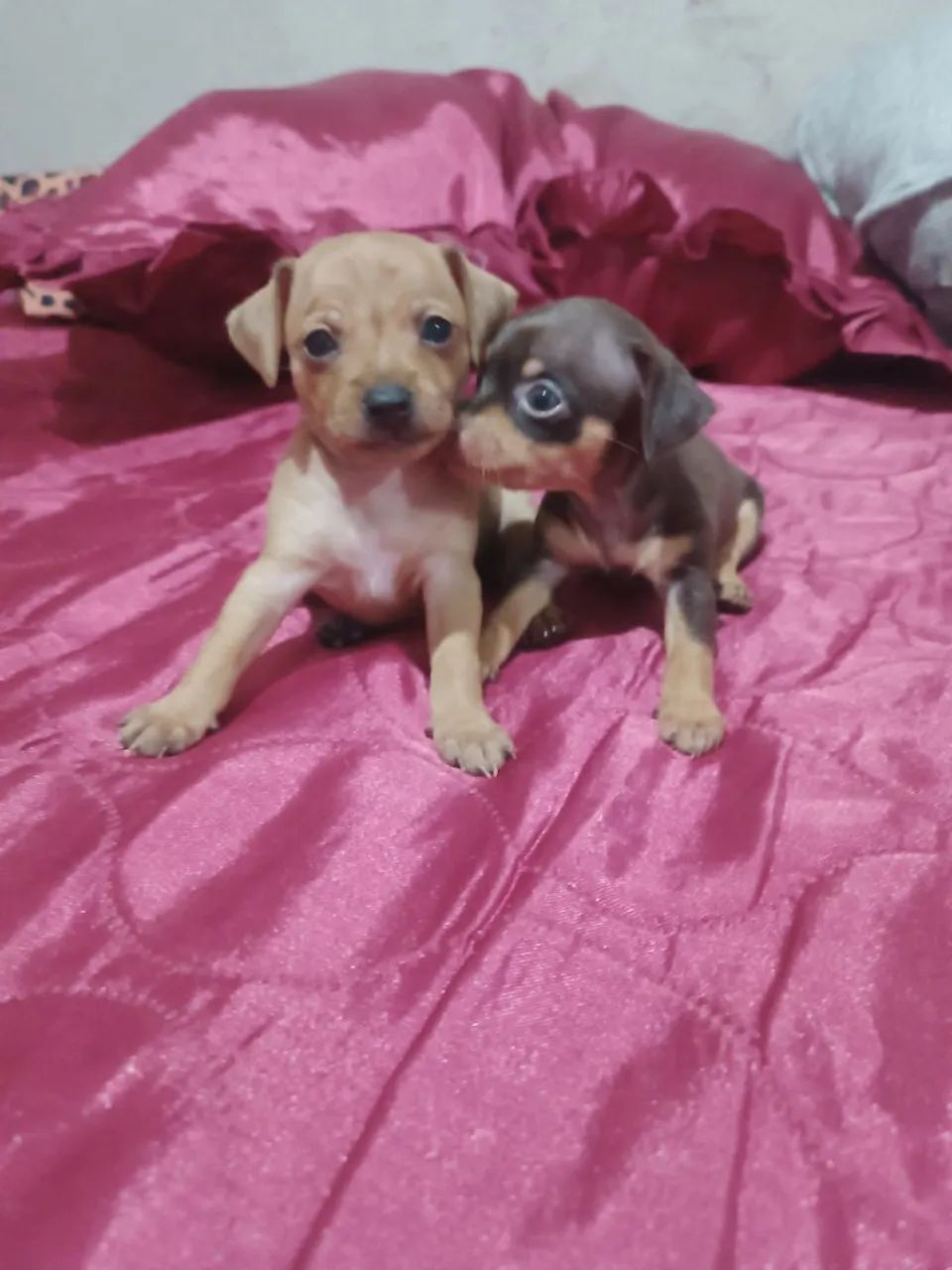 filhotes de Pinscher femea